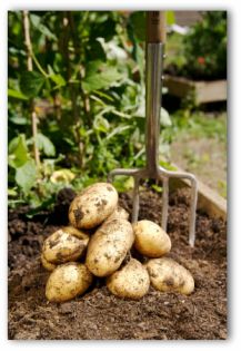 Digging potatoes in the garden
