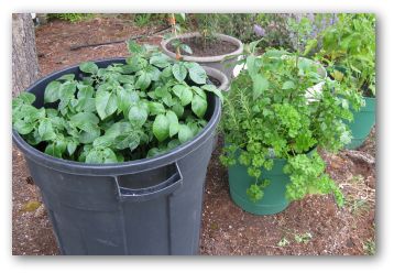 growing potatoes in a garbage can