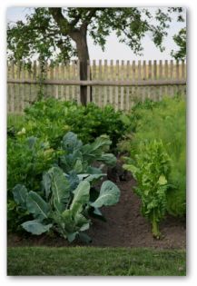 vegetable garden with cabbage plants growing