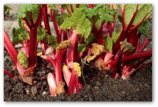 victoria rhubarb