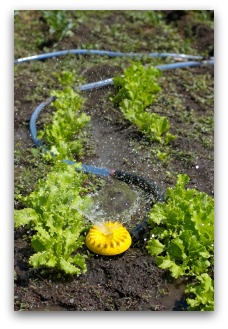 watering lettuce in the garden