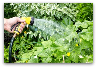 hand-watering a vegetable garden
