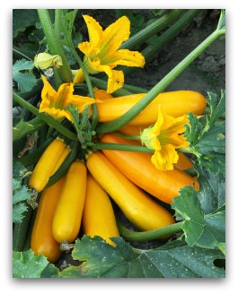 yellow summer squash growing in the garden