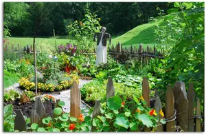 Beautiful Vegetable Garden