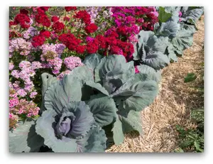 cabbage-and-flowers.jpg
