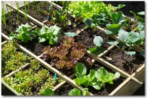 growing a square foot garden