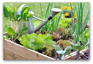 pretty-raised-bed2.jpg