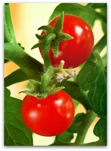 tomatoes-cherry95.jpg