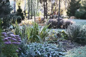 winter-garden-scene