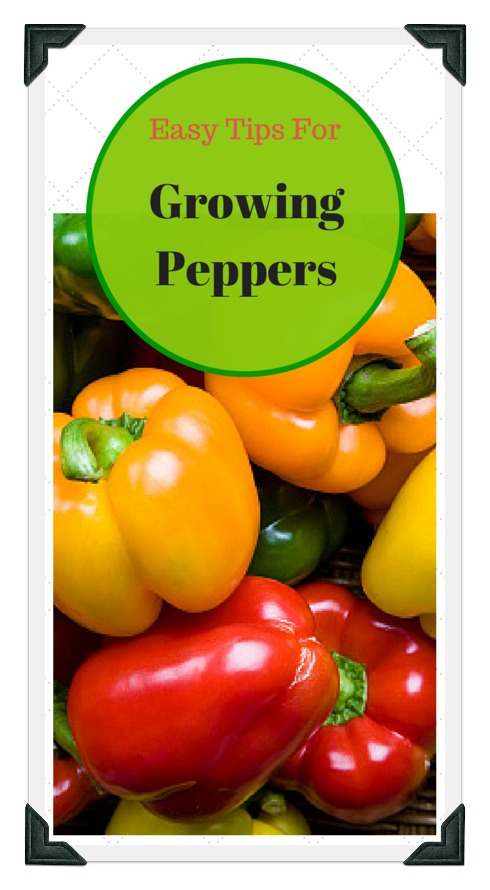 how to grow peppers at home