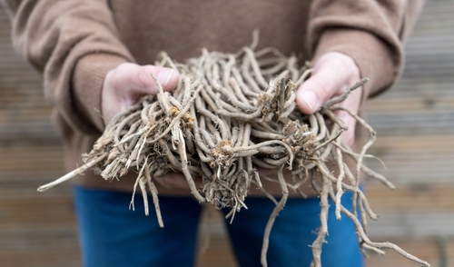 asparagus-crowns-ready-for-planting