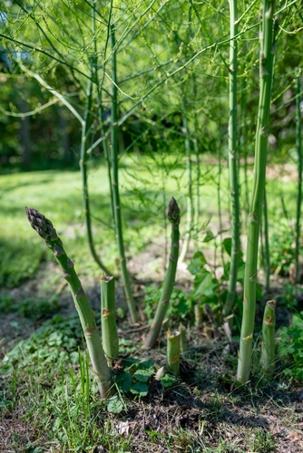 asparagus-growing-in-garden