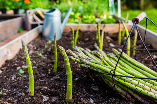 asparagus-ready-to-harvest