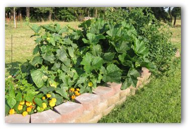 Raised bed vegetable garden about six weeks after planting