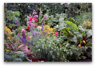 beautiful-vegetable-garden2.jpg beautiful-vegetable-garden2.jpg