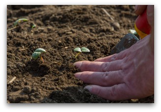 freshly sprouted beet seedlings