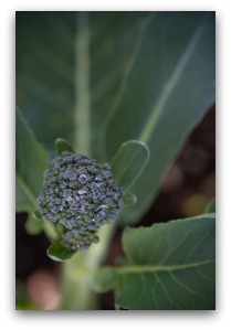 Broccoli Head Starting to Form