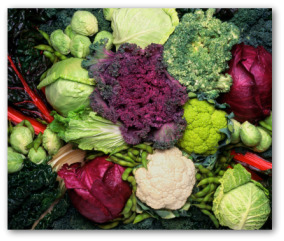 Freshly harvested cabbage heads along with other brassica vegetables