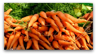Harvested Carrots From the Garden