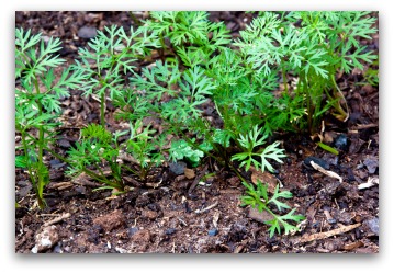 young carrot seedlings growing in vegetable garden