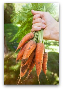 Freshly Dug Carrots from the Garden
