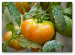 cherokee purple tomato