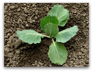 small cabbage plant sprout