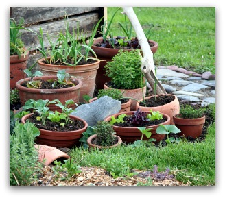 Group of terracotta pots with young vegetable seedlings and herbs beside a stone path