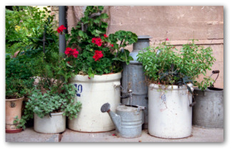 container garden pictures container garden pictures