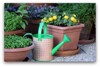 container vegetable garden example