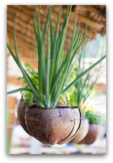 herb container garden ideas