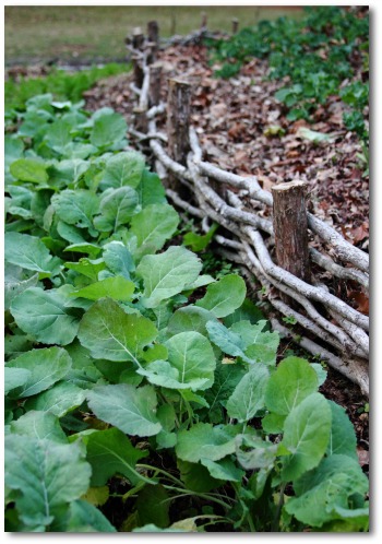 Fall Vegetable Garden