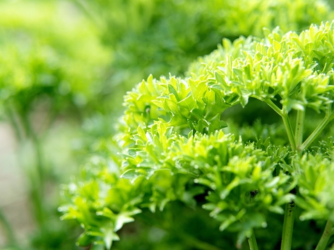 growing parsley in the vegetable garden