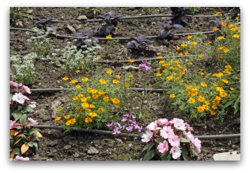 vegetable garden drip system