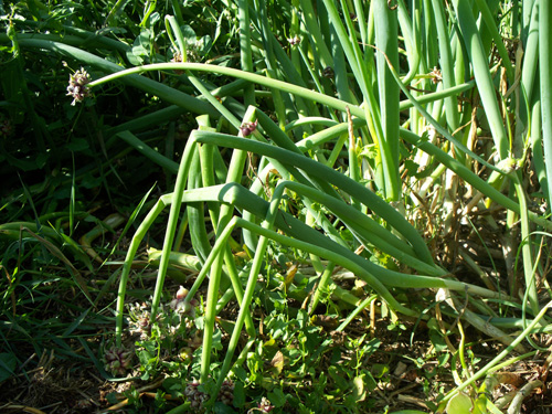 Egyptian Onions Growing in the Garden