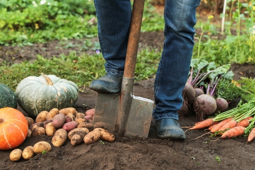 Fall Vegetable Gardening