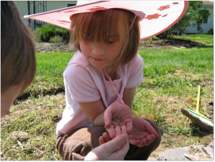 free vegetable seeds