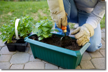 vegetable gardening tips