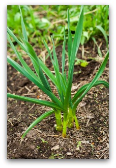 garlic-plant-small.jpg