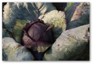 Purple cabbage head forming in the garden bed