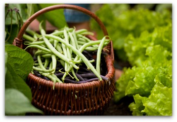 freshly picked green and purple beans