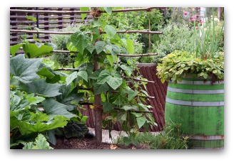 pole beans climbing ladder trellis