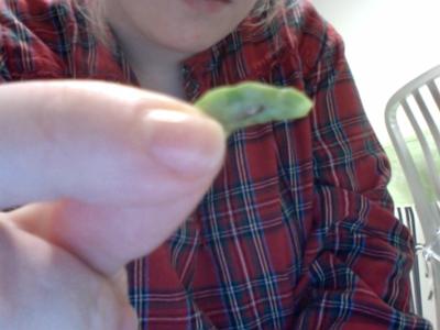 Green Bean Pod Turning Brown and Cracking