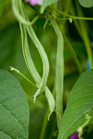 pole beans growing in the vegetable garden