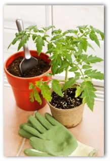tomato plant and trowel and gardening gloves tomato plant and trowel and gardening gloves