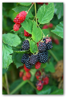 Growing Blackberries in Your Own Garden or Backyard