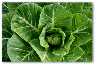 growing collard greens
