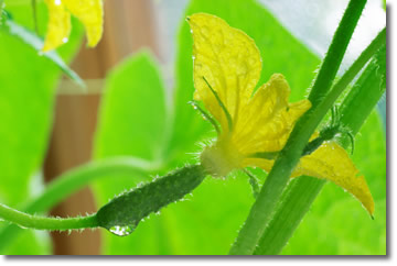Grow Cucumbers