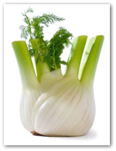 growing fennel growing fennel