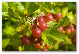 Growing Gooseberries in Your Backyard